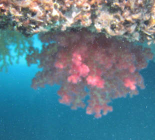 Unter dem Meerwasserpool