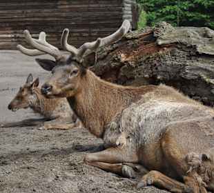 Tierpark Hagenbeck