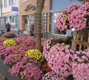 Chrysanthema Lahr