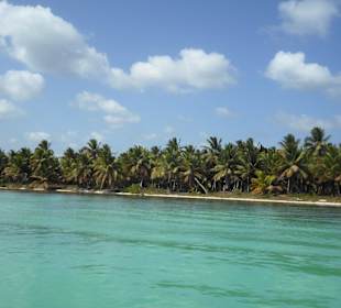 Palmen und türkisblaues Meer