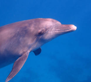 Schnorcheln Makadi Bay