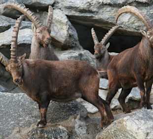Alpenzoo Innsbruck
