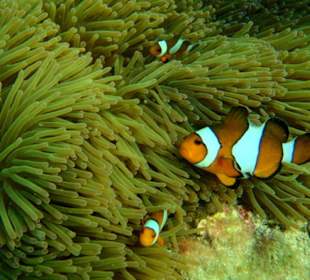 Nemo