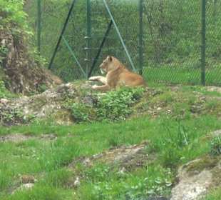 Südamerika Bereich - Löwen
