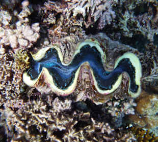 Am wunderschönen Riff