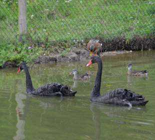Irrland Bauernhof-Erlebnisoase
