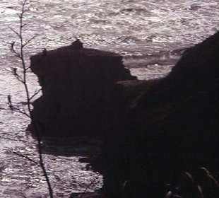 Felsen bei Muriwai Beach