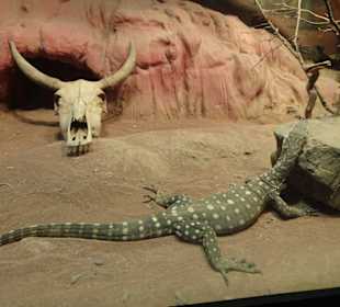 Stadtrundgang Sydney