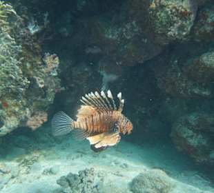 Schnorcheln Marsa Alam