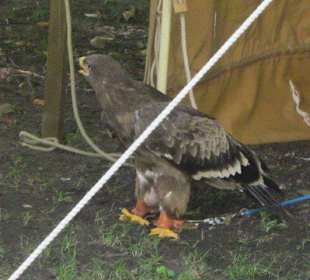 Mittelalterliches Spectaculum 