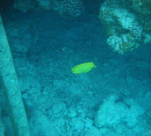 Einstieg zum Hausriff