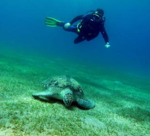 wer schwimmt schneller?