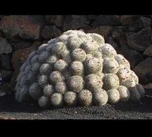 Kakteen so weit man sehen kann