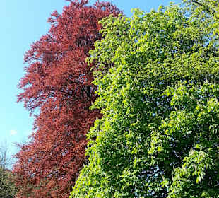 Beeindruckende Baumriesen