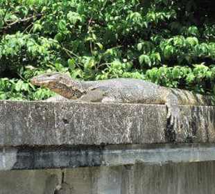 Ein Waran im Khlong Dao Khanong