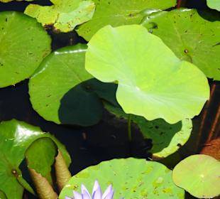 Stadtrundgang Sydney