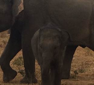 Udawalawe Nationalpark