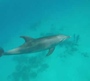 Delphinausflug