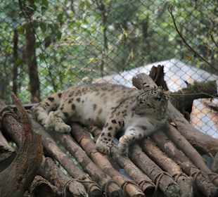 Padmaja Naidu Himalayan Darjeeling Zoo