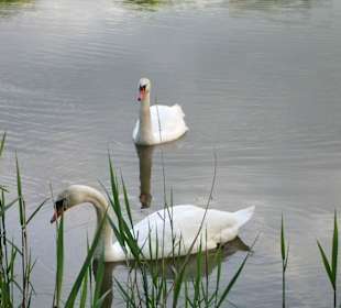 Schwanenpaar