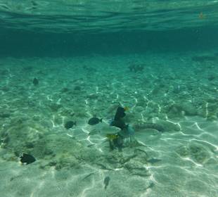 Hausriff, rechts von der Marina