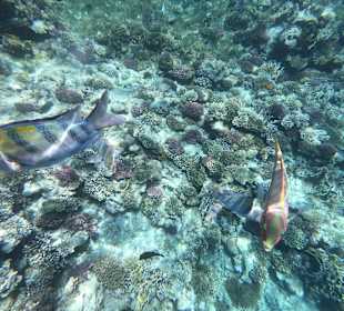 Schnorcheln Makadi Bay