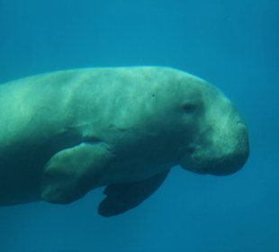 Beim Schnorcheln eine Seekuh gesichtet