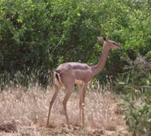 Giraffenantilope