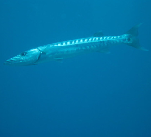 Barracuda