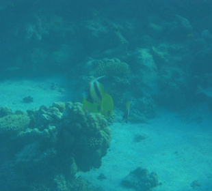 Подводный мир возле отеля