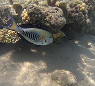 Schnorcheln Hurghada