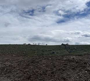 Yellowstone Nationalpark