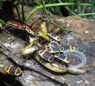 Im Terrarium von Schloss Trauttmansdorff