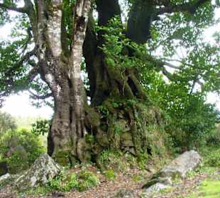 Lorbeerbaum