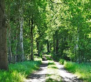 Wanderung durch das Tarmstedter Moor