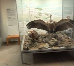 Staatliches Naturkunde Museum