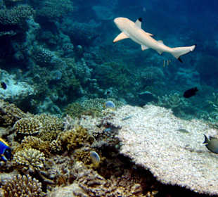 Baby - Schwarzspitzen - Riffhai