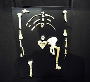 Nachbildung vom LUCY Skelett