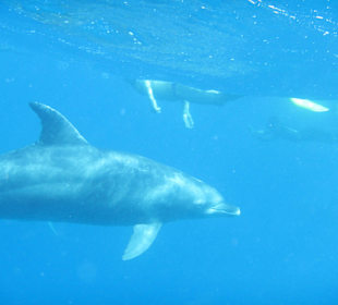 Delfinausflug November 2014