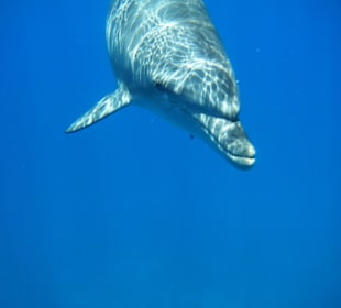 Delfin