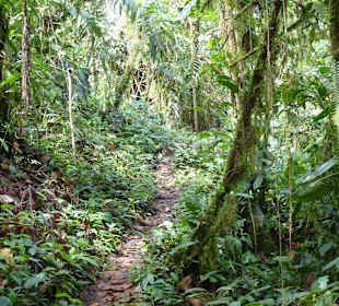 Wanderung durch den Nebelwald/Regenwald