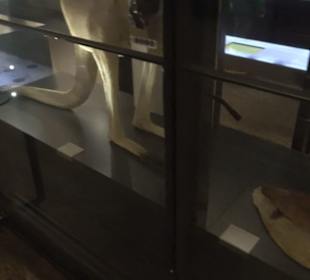 Museum für Naturkunde