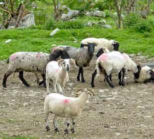 Eine Gruppe von Schafe an einer Tränke