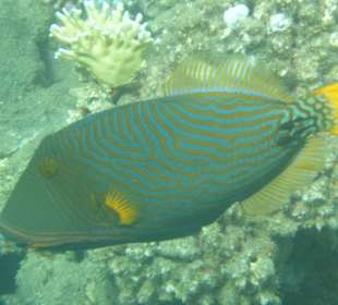 Schnorcheln Marsa Alam