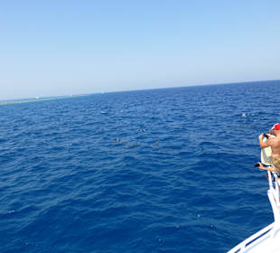 Delphinschwimmen mit Delfine & Meer Hurghada