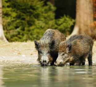 Wildschweine im ErlebnisWald Trappenkamp