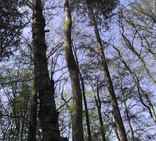 Waldlehrpfad an der Lauter