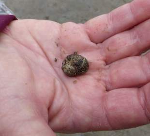 Schnecke im Watt