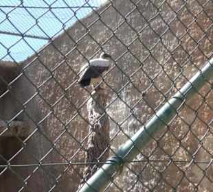 Malta Falconry Centre