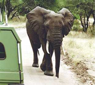 Lake Manyara Nationalpark 